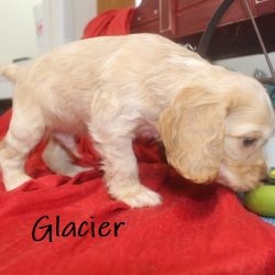 puppy, for, sale, Cocker Spaniel, Joe & Cherri  Overlease, dog, breeder, Miller, MO, dog-breeder, puppy-for-sale, forsale, nearby, find, puppyfind, locator, puppylocator, aca